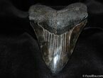 Gorgeous / Inch Megalodon Tooth #67-2